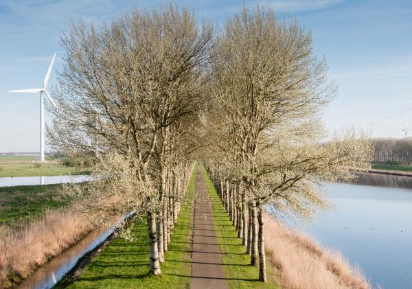 Bomenrij Groene Kamers Rilland